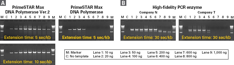 Comparison of PrimeSTAR Max DNA Polymerase Ver.2 cDNA amplification efficiency with competitor enzymes