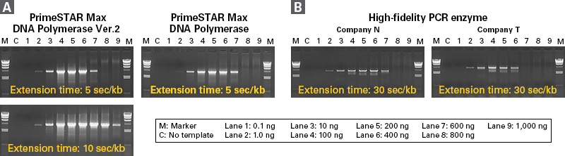 Comparison of genomic DNA amplification efficiency of PrimeSTAR Max DNA Polymerase Ver.2 with competitor enzymes