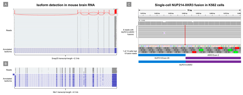 SMART-Seq mRNA LR detects full-length isoforms and gene fusions.