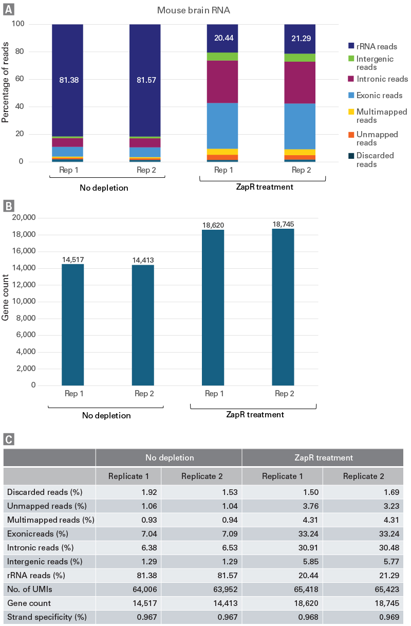 Ribosomal rRNA depletion and gene and transcript counts for mouse brain total RNA-seq libraries