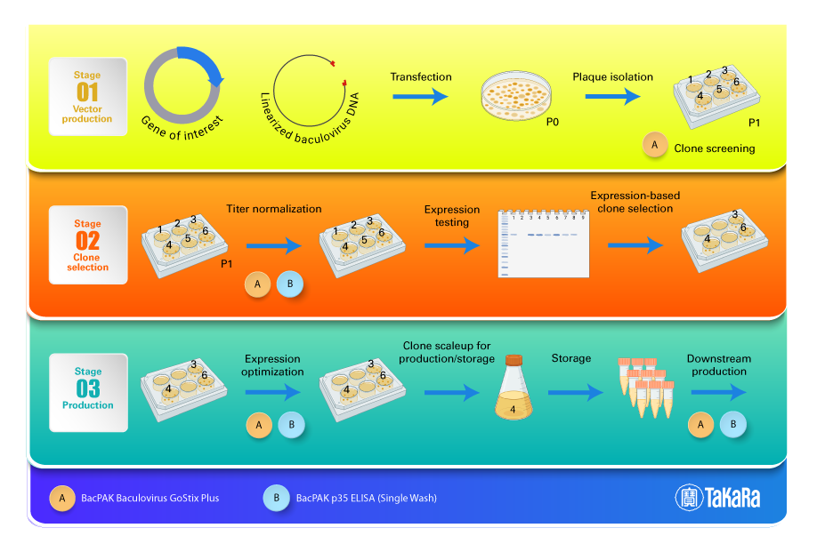 BacPak GoStix and ELISA baculovirus titration methods can be used at various stages in your baculovirus workflow