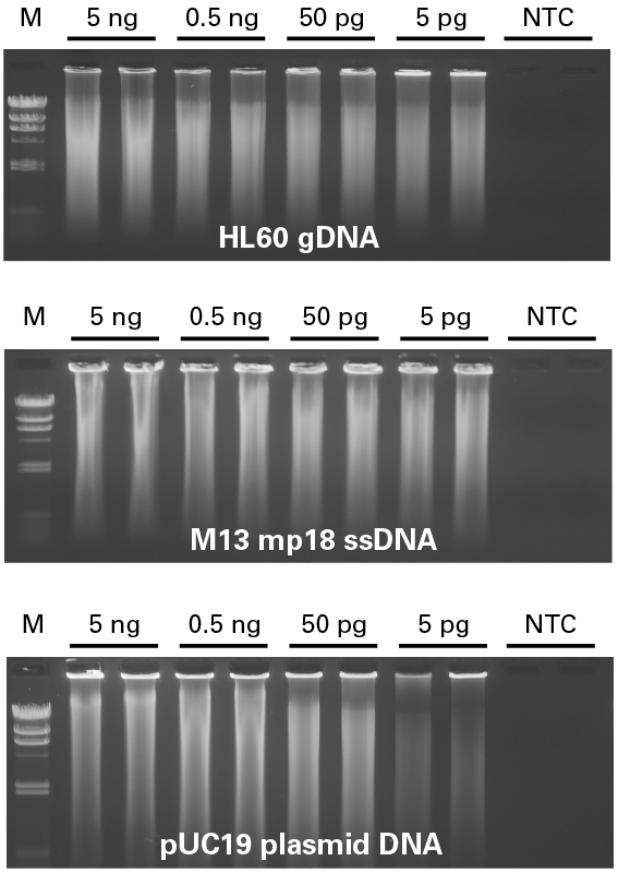 phi29 DNA Polymerase successfully amplifies varying types of DNA templates across a wide input range